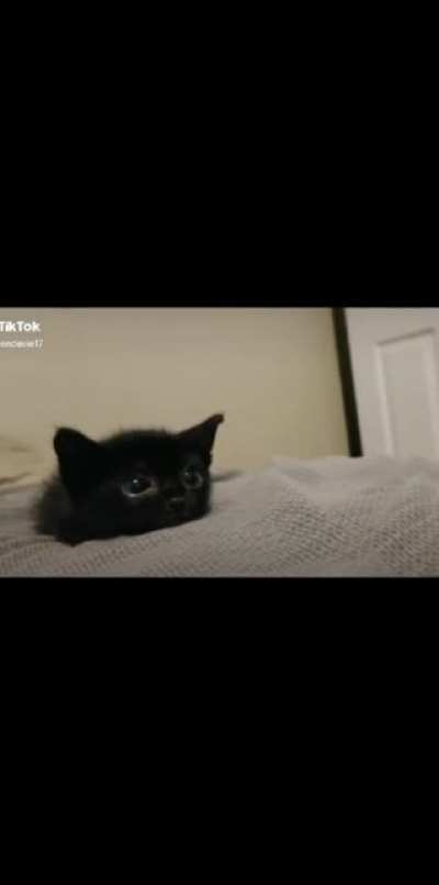 no, no hay meme, solo un gatito para purificar el alma