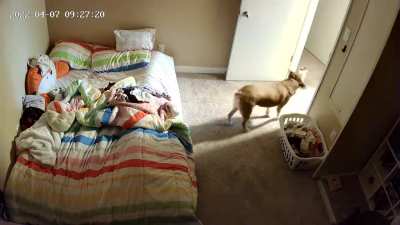 Our dog had to make sure no one was watching before he rolled all over our daughter's bed.