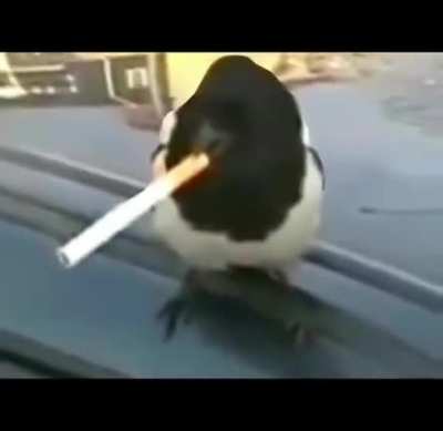 cool animals