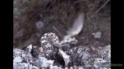The Spider-Tailed Viper: Snake that Lures and Captures Birds with its Spider-Like Tail