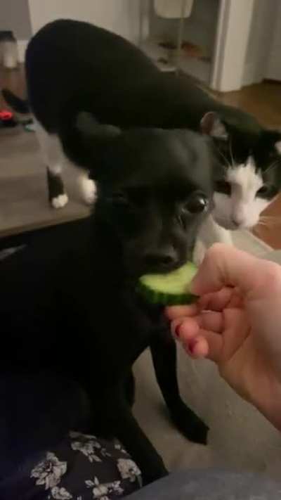 Wishing I loved cucumbers as much as my pup 🥒