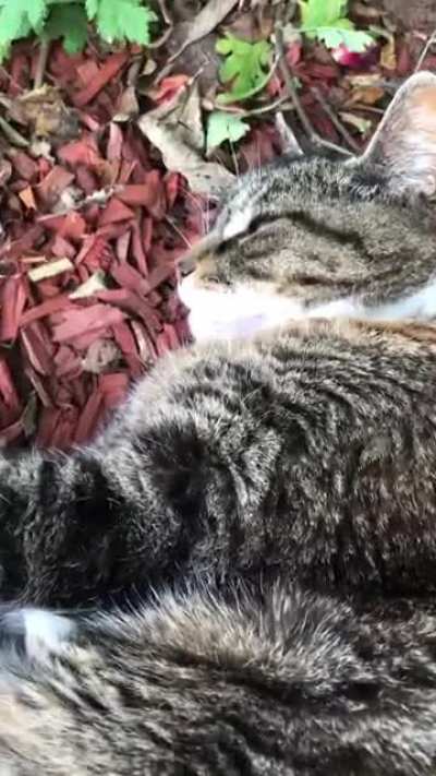 Basil says “errgh”