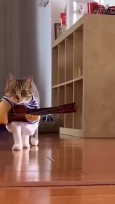 Cat walk.