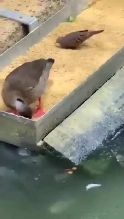 Feeding the fishes