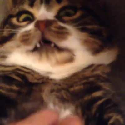 Belly rubs
