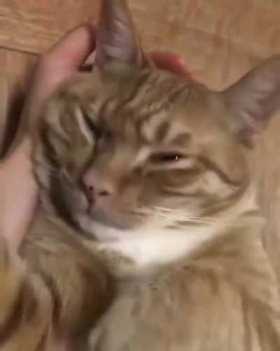Here's a kitty waking up