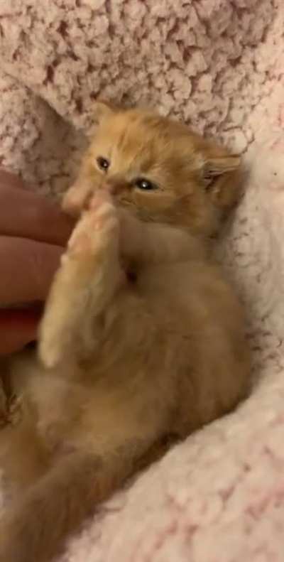 This Kitten is a future Chonker