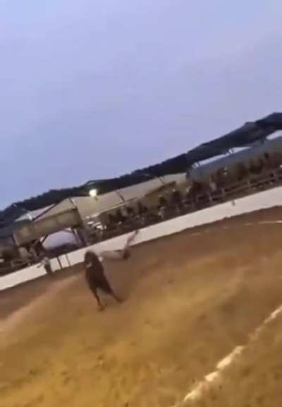 Motherf*cker slammed a horse