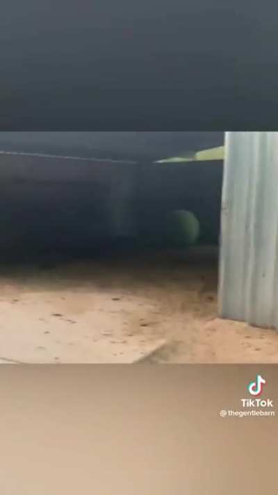 Retrieving a blind cow’s favorite exercise ball.