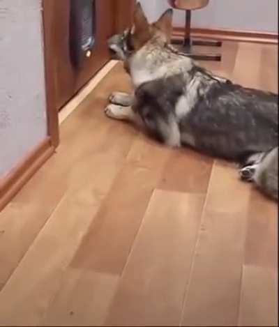 Woof