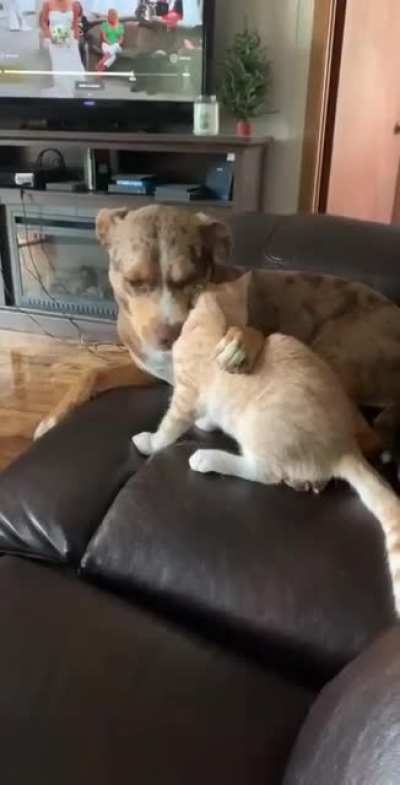 Dog grooms his little buddy cat