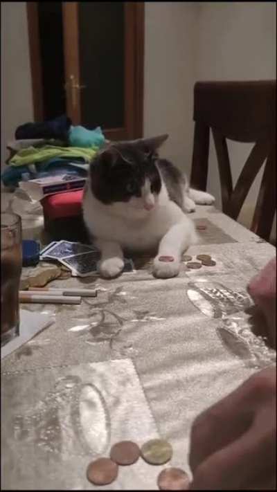 Is this what they call cat reflexes?