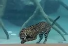 🔥 Jaguar eating underwater