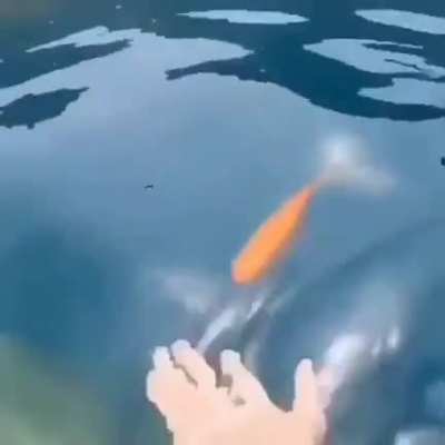 золотой ретривер