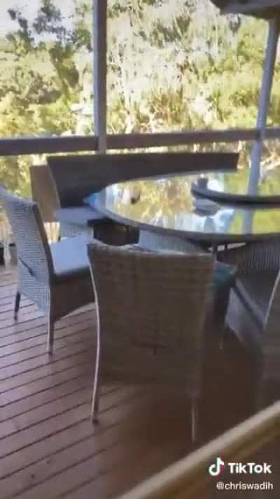 Do Kookaburras like pasta or not