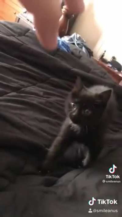 Rawr