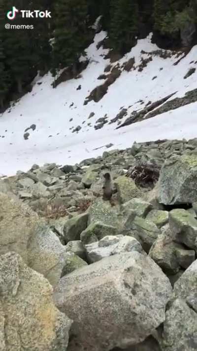 Found on tiktok