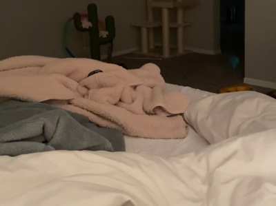 Our cat identifies as a dog