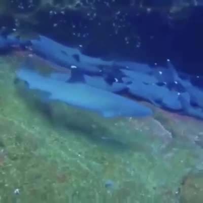 A diver is filming sharks when all of a sudden...