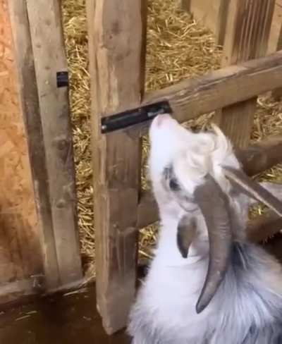Mowgli opening a gate to get to his brother