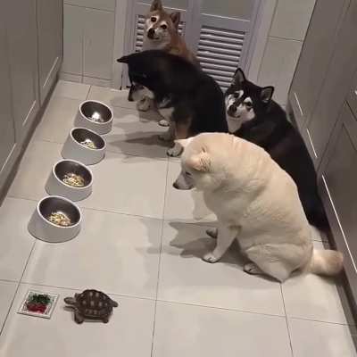 Good doggos 😊