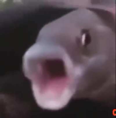 Fish pog
