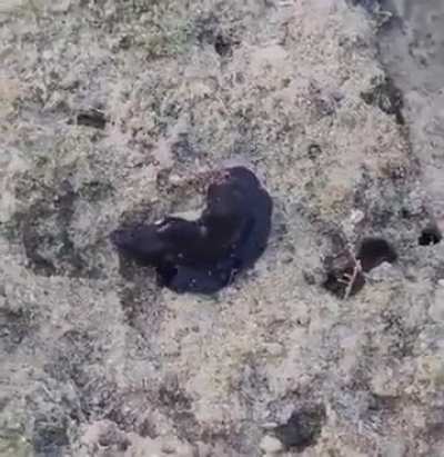 What is this thing?
