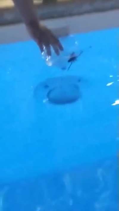 Getting a big spider out of the pool.