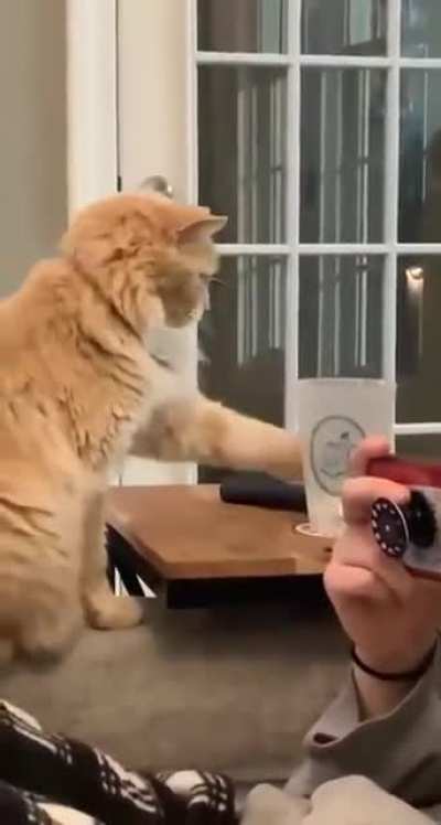Шерстяной ублюдок