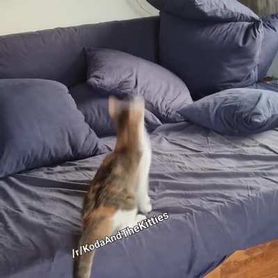 KodaAndTheKitties