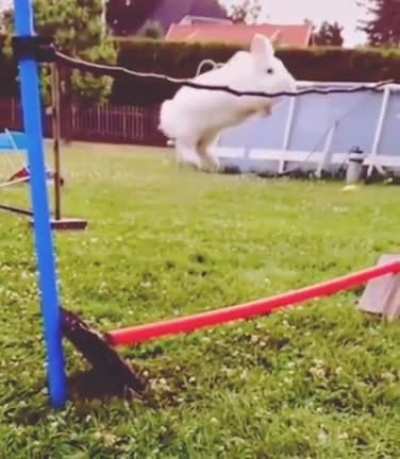 Le holy Bunny