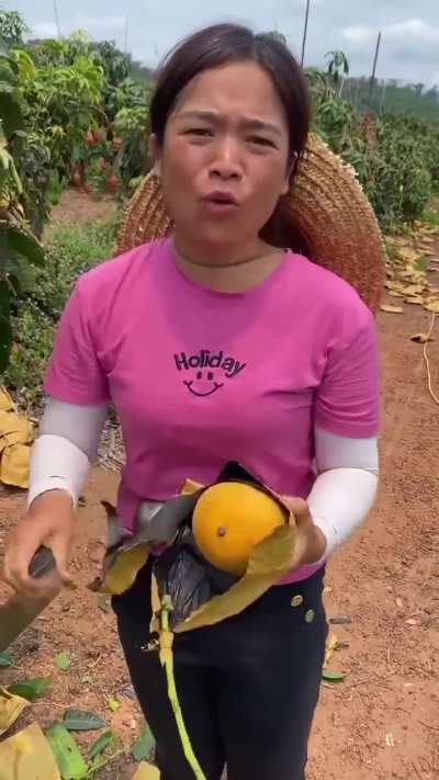 The Mahachanok mango is a prized Thai hybrid known for its vibrant 'sunset' colors and completely fiberless flesh