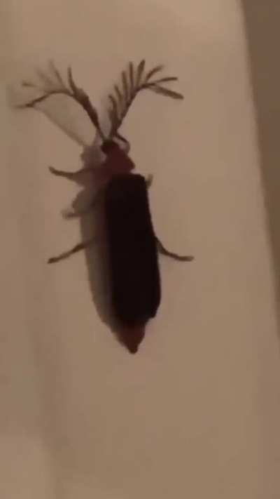 Eyelash-bug