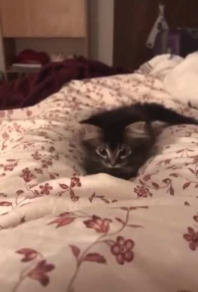A kitten Doing Kitten Things