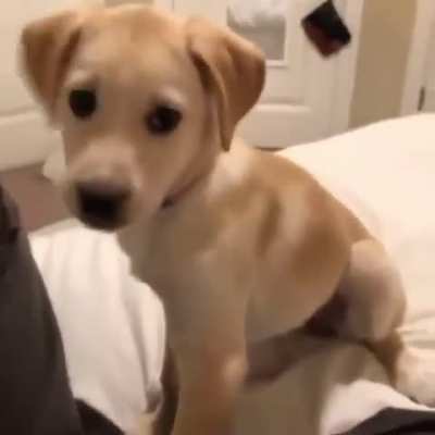 Dogo dingo