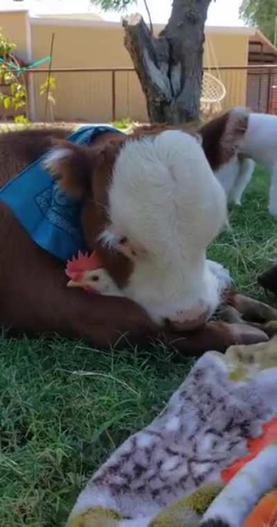 Cow & Chicken Cuddles