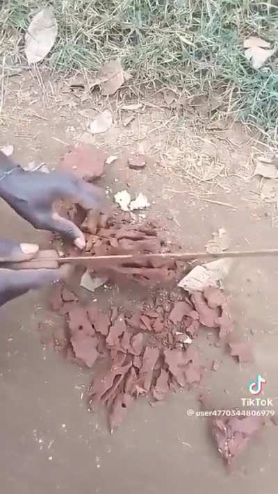 of a queen termite
