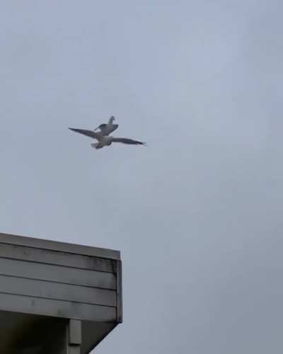 Why fly when someone else can do for you?