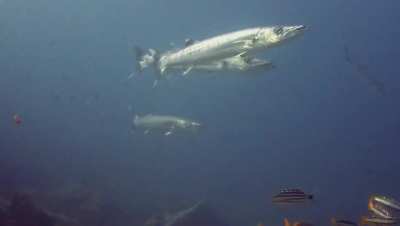 Any love for some Barracuda buddies?