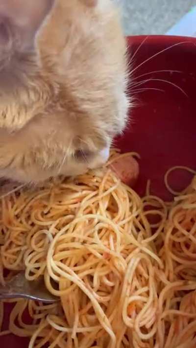 MEOW_IRL
