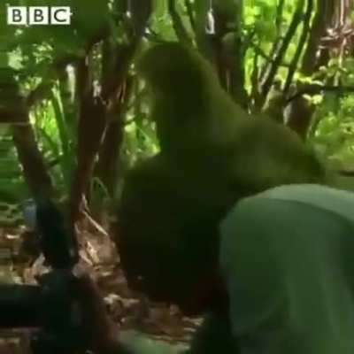 Bird does funky times