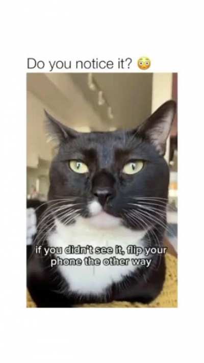That's one kool cat