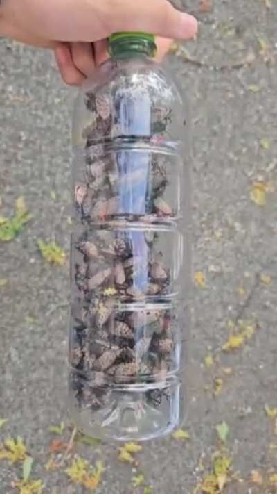Bottle