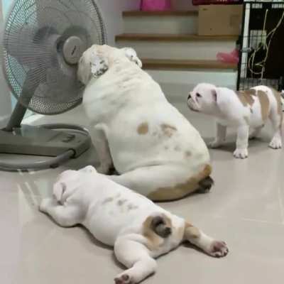 Heatwave