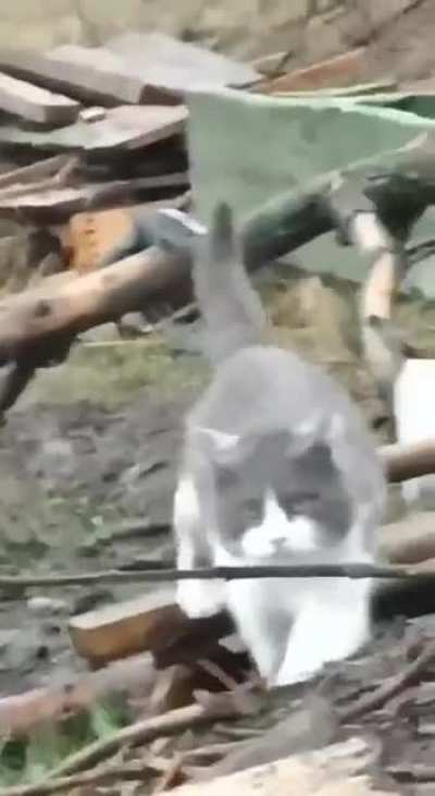 Ukrianian soldier is calling the cat Murchik to join him in order to take cover in trenches since because of the enemy's fire