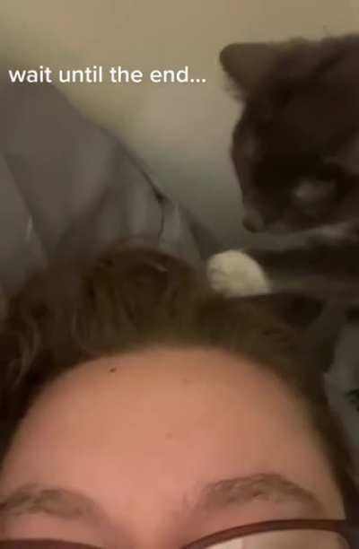 silly cats