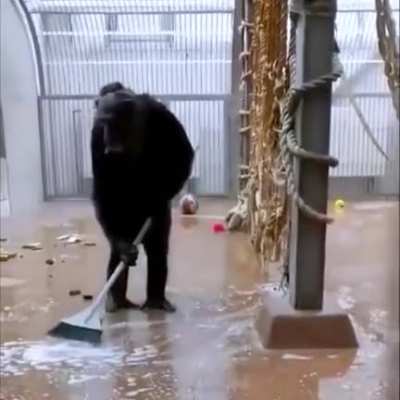 Monke see, monke do