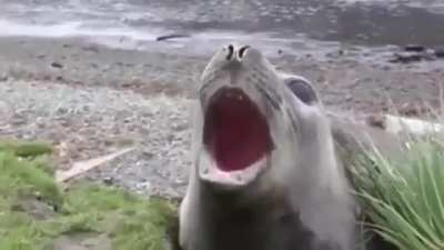Cute seal.