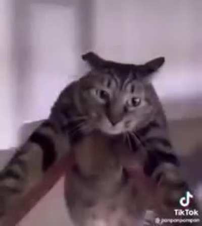 Día 8 posteando este video de un gatito girando.