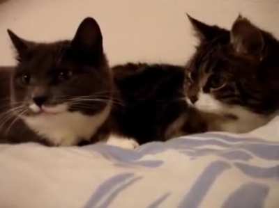 Two cats talking to each other.